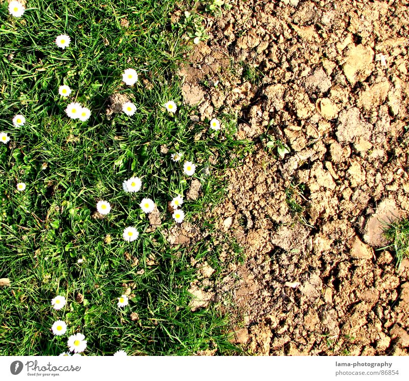 Spring Disparity III Dürre steinig braun Wege & Pfade Afrika Feld Wiese grün Ackerbau Landwirtschaft Gänseblümchen Blume Frühling Sommer Grenze Krieg Hoffnung