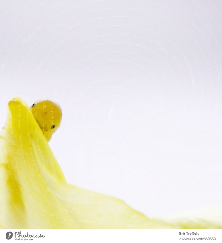 Blattwespenlarve Tier Wildtier Tiergesicht Blick niedlich gelb ruhig Farbfoto Innenaufnahme Studioaufnahme Nahaufnahme Hintergrund neutral Kunstlicht