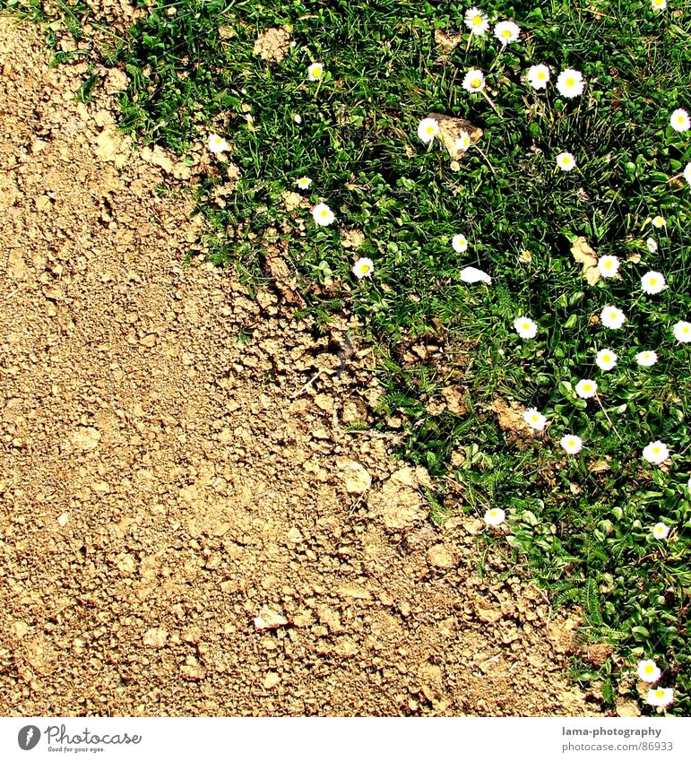 Spring Disparity IV-The End Dürre steinig braun Wege & Pfade Afrika Feld Wiese grün Ackerbau Landwirtschaft Gänseblümchen Blume Frühling Sommer Grenze Krieg