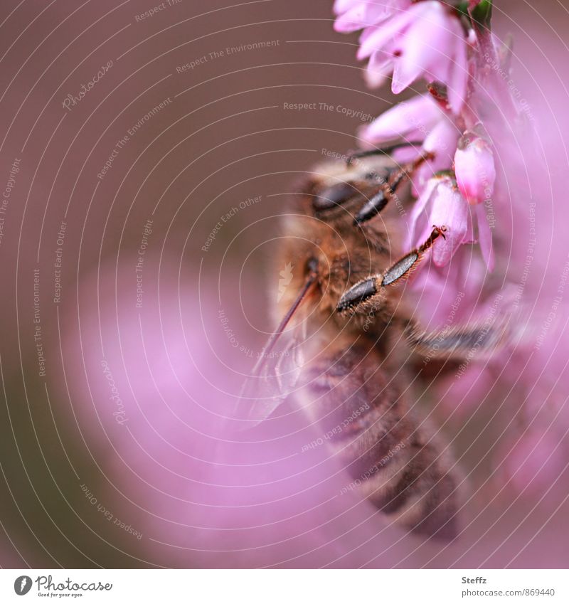 fleißige Biene auf einer rosa Blüte Honigbiene Heide Heideblüte heimisch nordisch lilarosa blühende Heide braunrosa Idylle idyllisch fleißiges Bienchen