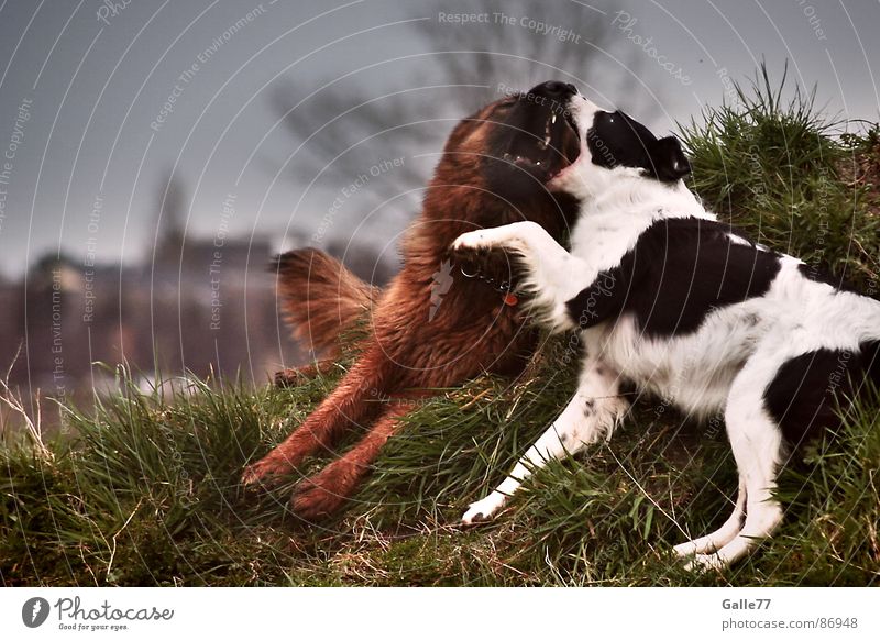 Dicke Freunde Hund Spielen Leben mögen Liebesaffäre toben Unbeschwertheit Säugetier beißen liegen Freude lebenskräftig sich berührend Gebiss