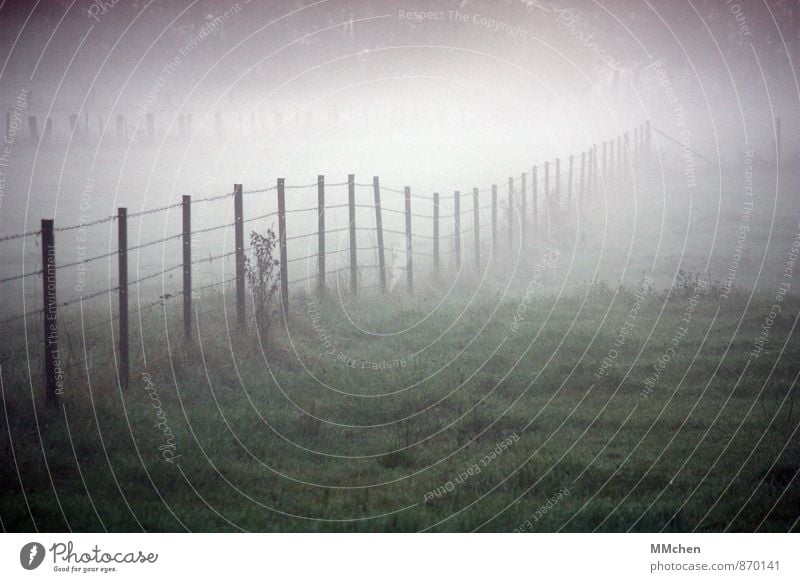 l l l l l l l l l Natur Nebel Gras Wiese Feld Menschenleer schlafen verblüht grau grün Traurigkeit Einsamkeit Nostalgie Zaun Weide Landschaft Farbfoto