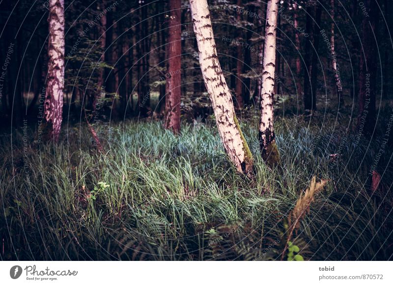 Lichtung im Wald Natur Landschaft Pflanze Baum Gras Sträucher Moos Birke dunkel kalt Einsamkeit Waldlichtung Farbfoto Gedeckte Farben Menschenleer Abend