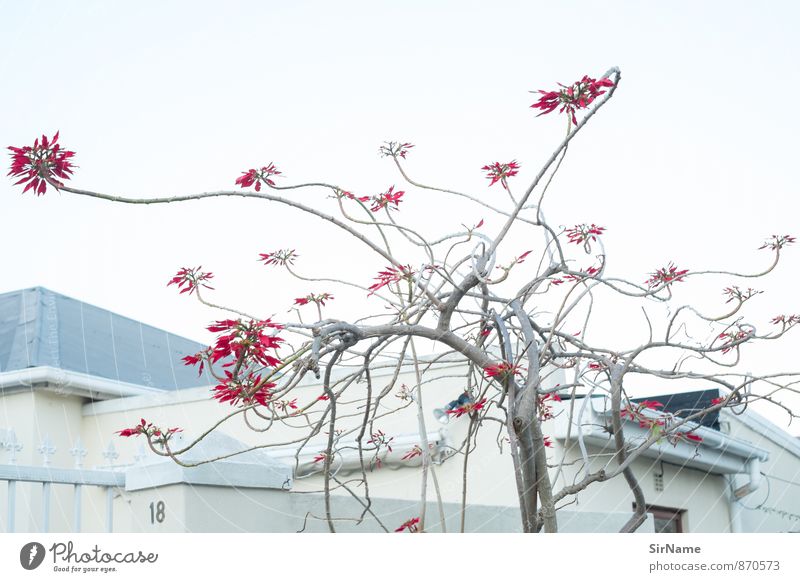 274 [Linienmusik] Umwelt Natur Pflanze Wolkenloser Himmel Baum Blüte exotisch Ast Garten Park Haus Gebäude Mauer Wand Fassade Holz berühren Blühend drehen