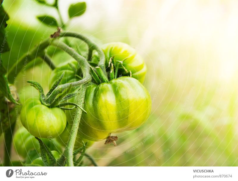 green tomatoes in sunny garden Freizeit & Hobby Sommer Natur gelb vine planen growing food healthy fruit ripe natural fresh group close field outside ingredient