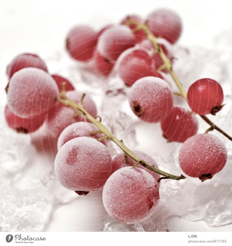 Eiskalt erwicht Lebensmittel Frucht Johannisbeeren Johannisbeerstrauch Eiswürfel gefroren Ernährung Bioprodukte Vegetarische Ernährung Pflanze rot Farbfoto