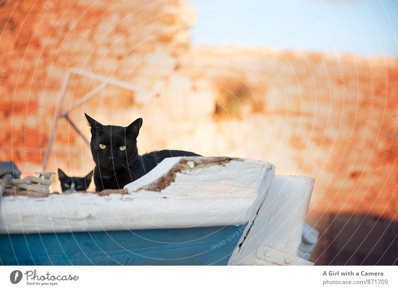 dry sailing Tier Haustier Katze 2 Tierjunges frei schwarze katze Familie & Verwandtschaft Schutz beobachten Neugier Verachtung Farbfoto mehrfarbig Außenaufnahme