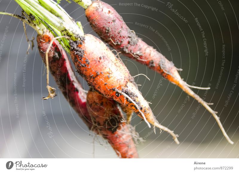 Carotinlieferanten Gemüse Salat Salatbeilage Möhre Wurzelgemüse Bioprodukte Vegetarische Ernährung Rohkost Landwirtschaft Forstwirtschaft Ernte Garten Beet