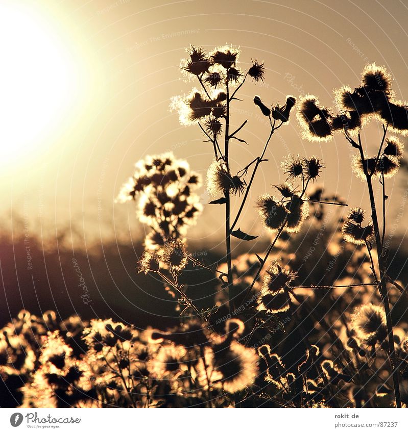 Blendend.. Sonnenuntergang Distel Pflanze Blüte spät blenden braun Wegrand Gartenarbeit beige Pflanzenteile Aussaat Pollen Morgen Ferne Botanik Blütenstiel