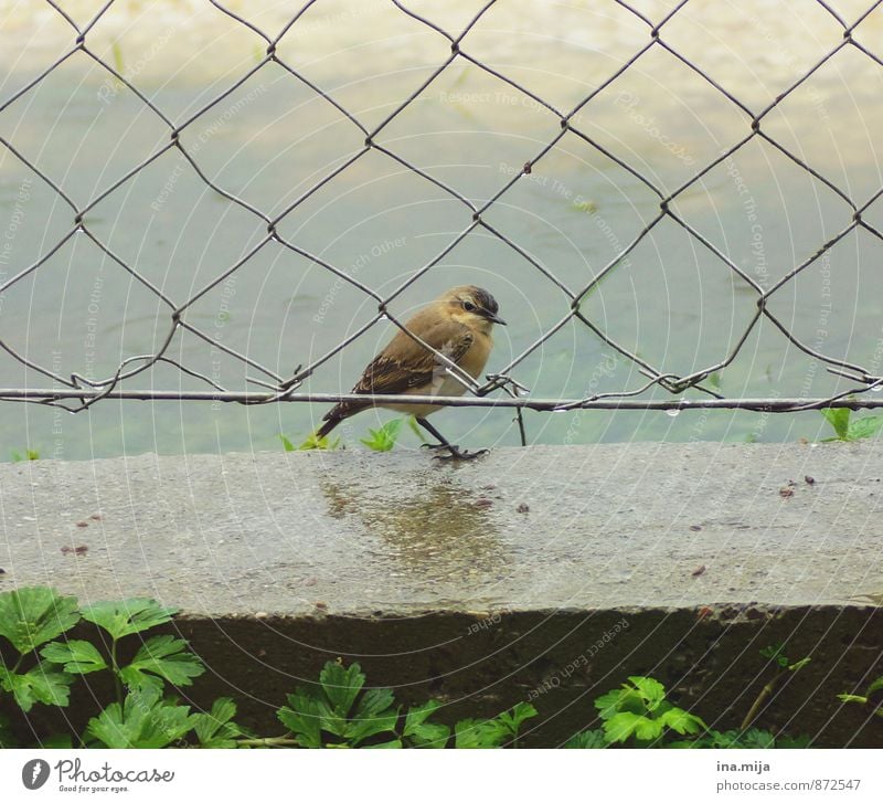 Freiraum Natur Frühling Sommer schlechtes Wetter Regen Pflanze Gras Tier Wildtier Vogel 1 Tierjunges Freiheit klein Vogelkäfig Maschendrahtzaun Zaun stehen