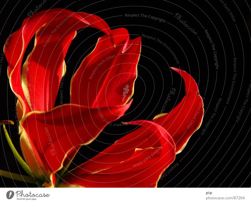 Grrr Pflanze Blumenstrauß Blüte zart mehrere Staubfäden rot schwarz Krallen ästhetisch elegant entfalten Blühend Duft aromatisch würze Stempel Blütenkelch