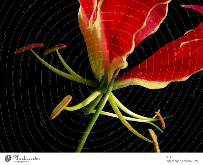 Grrrazie Pflanze Blumenstrauß Blüte zart mehrere Staubfäden rot schwarz Krallen ästhetisch elegant entfalten Blühend Duft aromatisch würze Stempel Blütenkelch