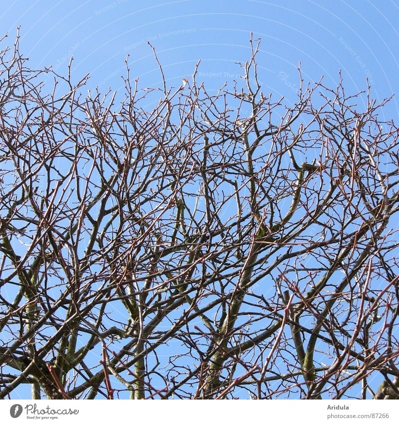 zweige auf blau Geäst Baum geschnitten Frühling Luftverkehr Ast Zweig Natur Himmel