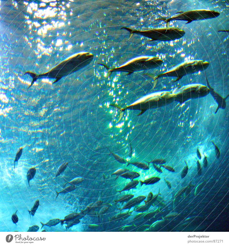 Der Schwarm Barracuda Thunfisch Meer Portugal Aquarium Fisch Ozenarium EXPO 1998 Wasser Becken