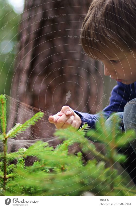 Spinnwebe Mensch Kind Junge Finger 1 3-8 Jahre Kindheit Wassertropfen schlechtes Wetter Regen Baum Wald Tier Spinne entdecken kalt nass Neugier Gefühle Stimmung