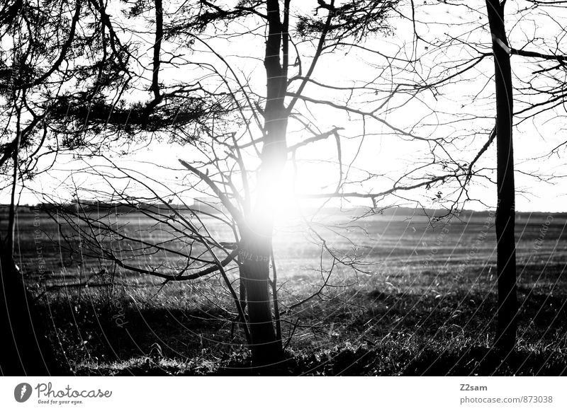 Sonntagnachmittag Leben Umwelt Natur Landschaft Herbst Schönes Wetter Pflanze Baum Sträucher Feld Wald dunkel nachhaltig natürlich trist ruhig ästhetisch