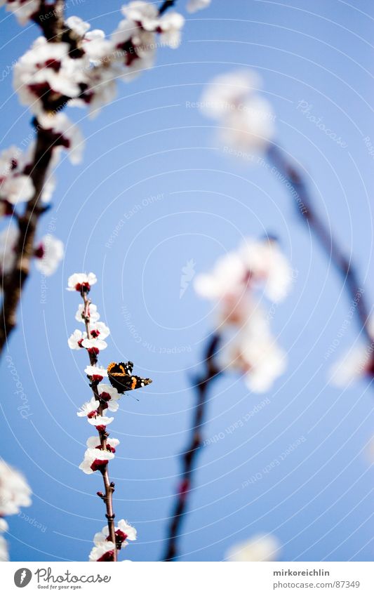 Frühlingsgefühle Aprikose Aprikosenbaum Blume Blüte Schmetterling Jahreszeiten schön harmonisch Saison attraktiv himmlisch Ast Glück Schönes Wetter