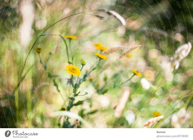 Wild und schön Umwelt Natur Pflanze Sonnenlicht Sommer Schönes Wetter Wärme Blume Gras Blüte Wildpflanze Wiese Blühend Wachstum Duft Fröhlichkeit frisch gelb