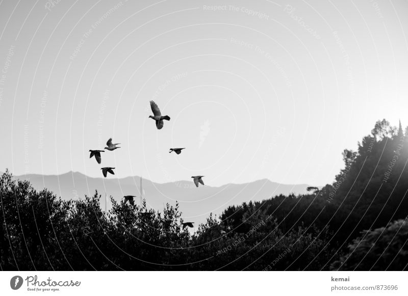 Eines schönen Morgens Pflanze Sträucher Hügel Tier Wildtier Vogel Taube Schwarm fliegen Vogelschwarm Schwarzweißfoto Außenaufnahme Menschenleer