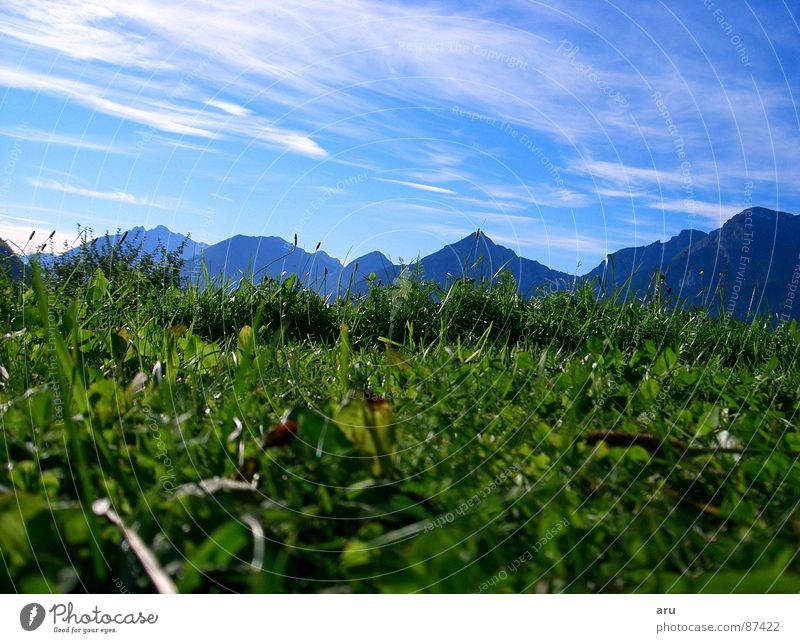 Im Gras Ferien & Urlaub & Reisen Wiese grün Berge u. Gebirge Blick Himmel Alpen