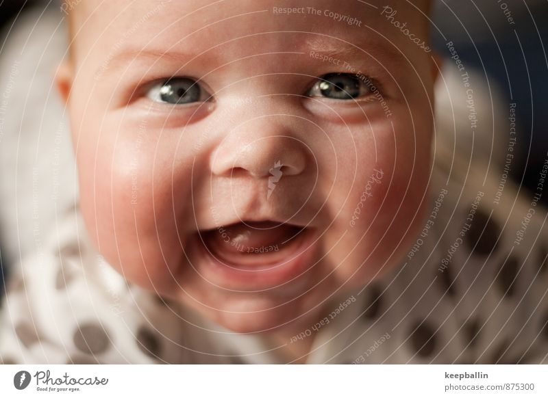Bäckchen feminin Baby Kindheit Kopf Gesicht 1 Mensch 0-12 Monate krabbeln Lächeln lachen Fröhlichkeit Glück Freude Sympathie Farbfoto Innenaufnahme Nahaufnahme