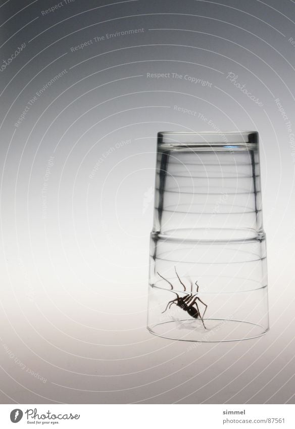 Glas-Gefängnis I Spinne grau Ekel bedrohlich eng durchsichtig krabbeln gefährlich Tier Alptraum Biest bedrängen steril Panik Gift fatal Angst Vergänglichkeit