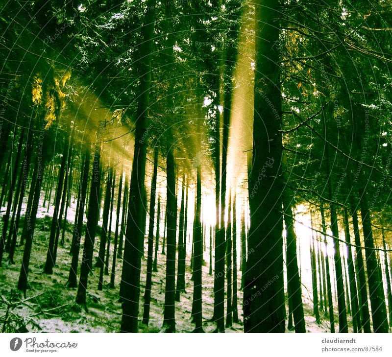 Grünes Licht grün Wald Erkenntnis Hoffnung Erwartung Wunder Frühling mystisch Nadelwald Lichteinfall Naturphänomene Streulicht Gebündeltes Licht Umwelt