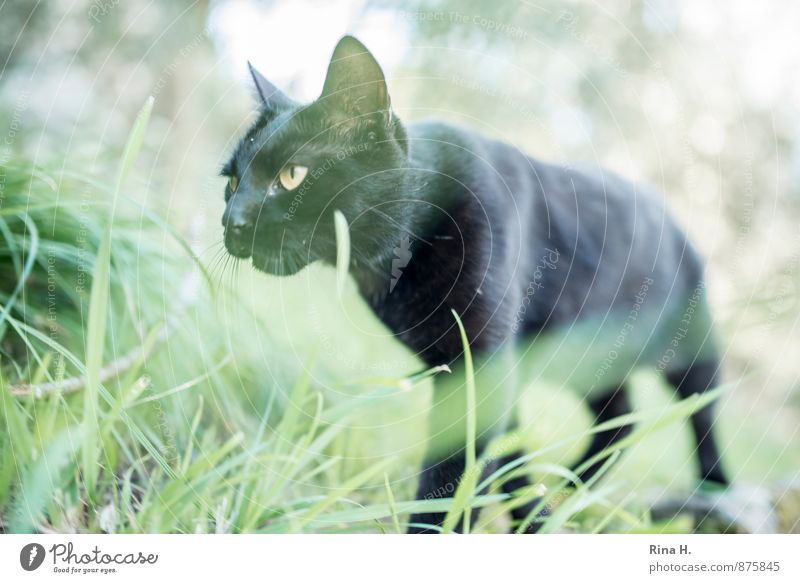 black panther Natur Gras Wiese Katze 1 Tier gehen schwarz Schleichen Farbfoto Außenaufnahme Menschenleer Schwache Tiefenschärfe Froschperspektive