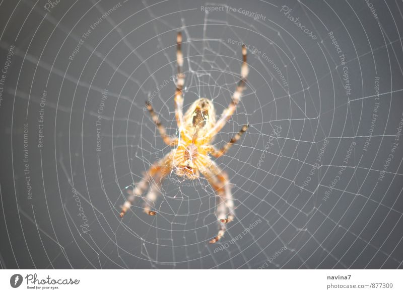 Spinne Tier Wildtier 1 Netz fangen krabbeln warten Häusliches Leben exotisch gruselig grau orange Sicherheit diszipliniert Ausdauer Erwartung RAW Ekel Angst