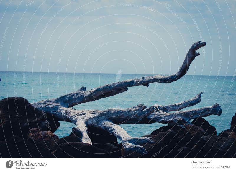 Gestrandet ist ein abgestorbener Baum von dem hier auf den Steinen ein paar Äste liegen. Im Hintergrund das blaue Meer. Freude ruhig Ferien & Urlaub & Reisen