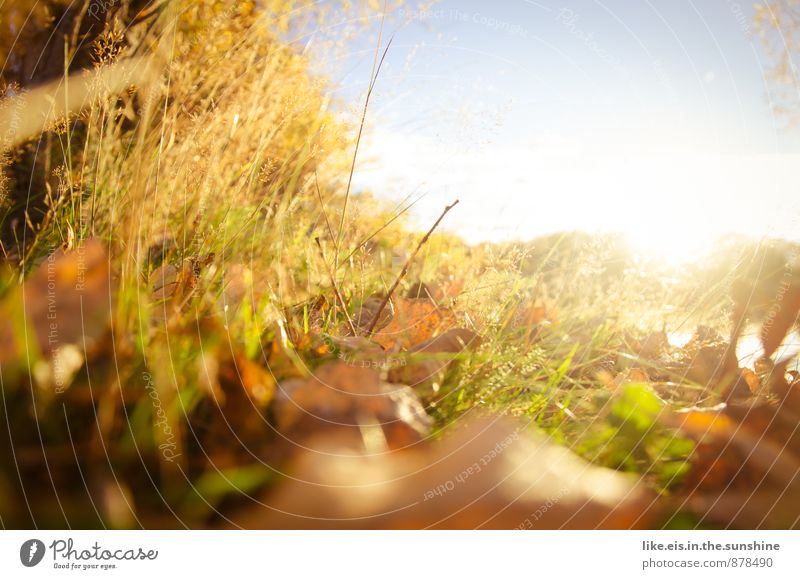 Igel- blick Umwelt Natur Landschaft herbstlich Herbst Blatt Herbstlaub Farbfoto