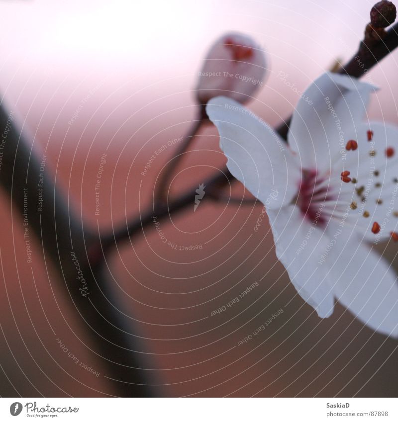 Frühlingsblüte Blüte Blume Abenddämmerung ruhig Wellness Pflanze Makroaufnahme Nahaufnahme schön Natur