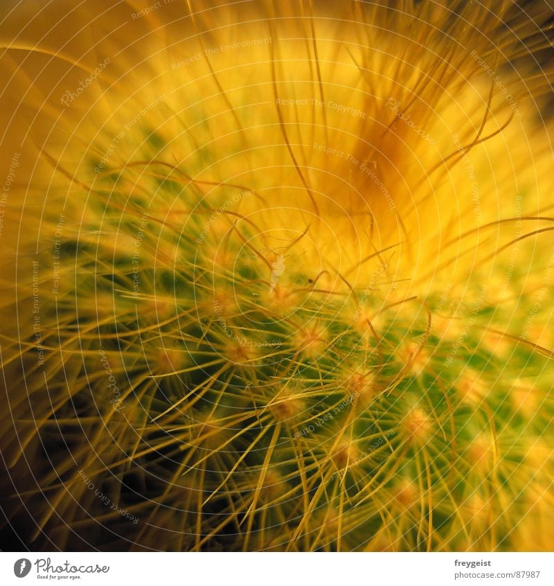 Retro-Kaktus stachelig stechen grün gelb retro Gift Stil kuschlig weich fluffig Wüste puschelwuschel ungiftig Stachel spiky Haare & Frisuren