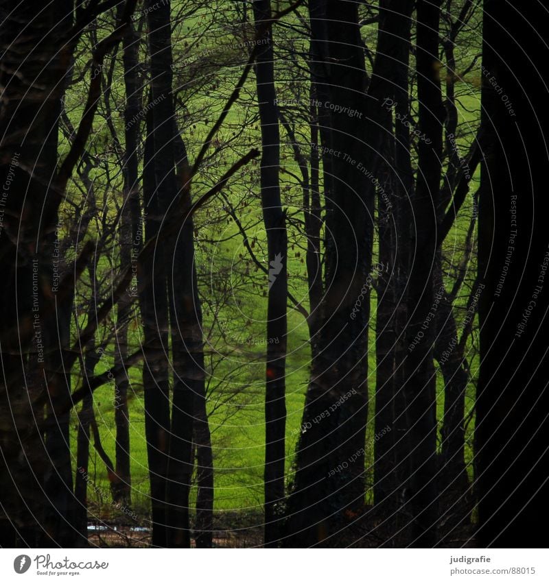 Wald grün schwarz Buche Märchen schön Laubwald Blatt Waldboden Umwelt Wildnis ruhig Wiese Gras Baumstamm Waldwiese gehrdener wald deister Schatten Natur