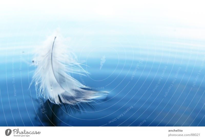 Federleicht See Meer Licht weich Segeln ruhig Frieden Wasser Vogel light as a feather feathery die leichtigkeit des seins water ocean sea lake blue white