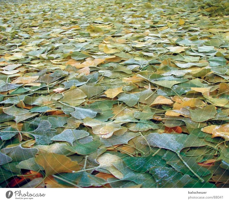 Ginkoherbst 1 grün Blatt Herbst Ginkgo Unendlichkeit Hintergrundbild Bodenbelag Strukturen & Formen