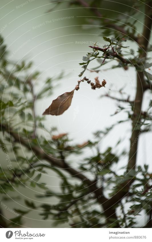 Vom Werden und Vergehen Natur Pflanze Herbst Baum Blatt alt einzigartig braun grün Akzeptanz Gelassenheit Trauer Tod Schmerz Sehnsucht Einsamkeit Senior Ende