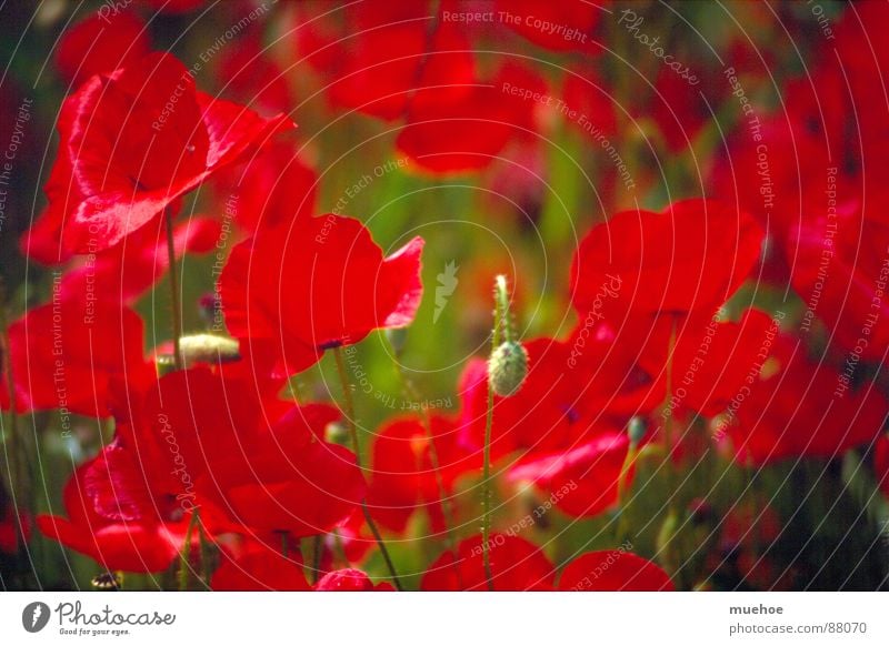 mohn Griechenland Frühling rot Gute Laune Zoomeffekt Makroaufnahme Nahaufnahme Vergänglichkeit Korfu Frühstücksbar