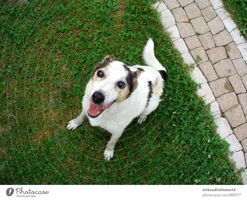 Hallo! Freude Sommer Garten Tier Gras Wiese Haustier Hund 1 Spielen warten Fröhlichkeit Glück Neugier niedlich Gefühle Lebensfreude Vorfreude Begeisterung