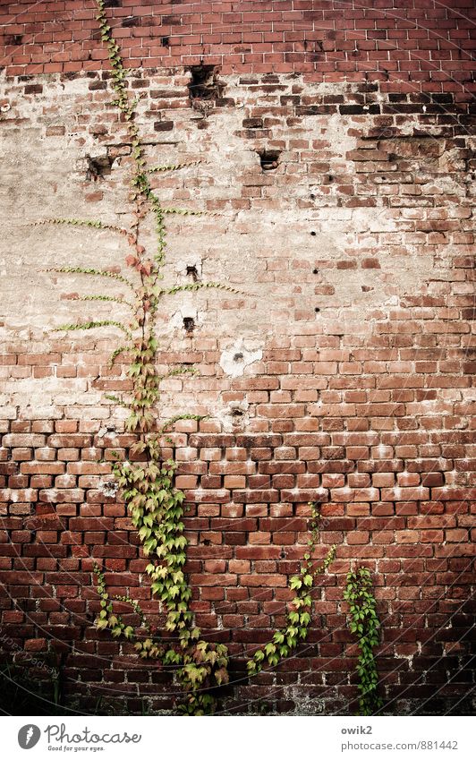 Asket Pflanze Blatt Wildpflanze Efeu Ranke Mauer Wand Fassade Backsteinwand Wachstum alt historisch Klettern Kletterpflanzen hoch festhalten Farbfoto