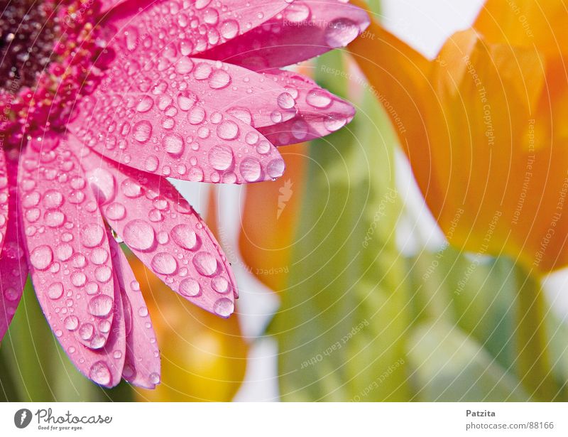 Heile Welt Frühlingsblume Blume Tulpe Gerbera Regen Wassertropfen Wiese Blumenstrauß nass Blüte rosa gelb feucht Muttertag Blumenbeet Gras Hippie Garten