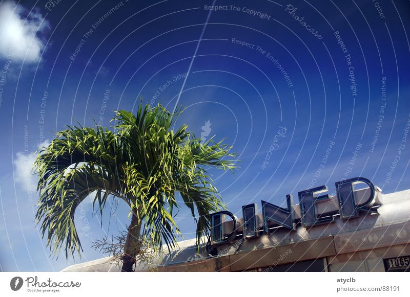 Palm Diner Miami Beach Palme Sommer Pflanze Süden Außenaufnahme Amerika Ferien & Urlaub & Reisen Ernährung Mahlzeit USA Wolken Speise Appetit & Hunger