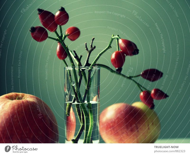Herbstlicht 1 Kunst Stilleben Natur Sträucher Nutzpflanze Wildpflanze Hagebutten Zweige Apfel Obst Ernte Garten Feld Glas Vase Wasser ästhetisch dunkel elegant