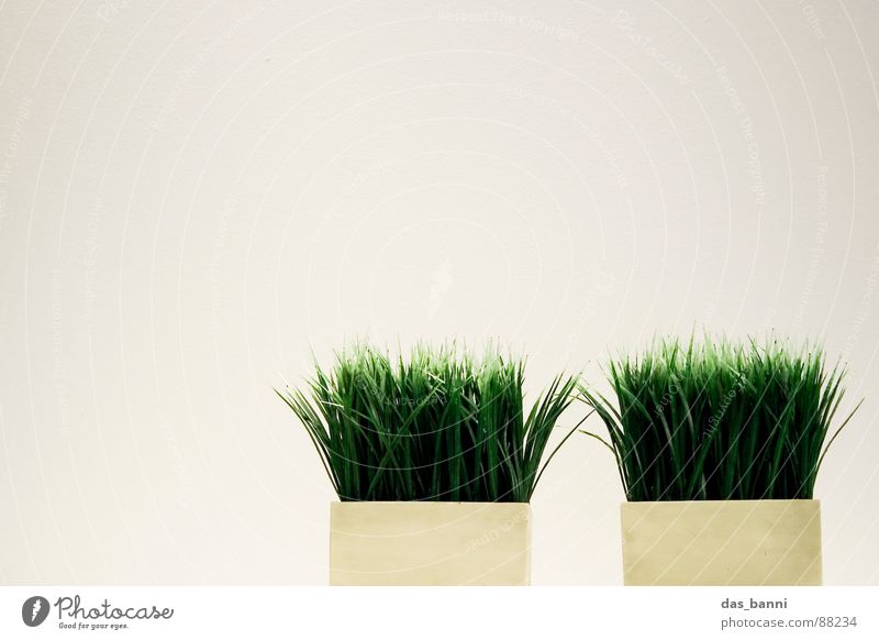 gras² - Raum ist Luxus! Gras Halm Freisteller Vor hellem Hintergrund Textfreiraum oben Grasbüschel Textfreiraum links Blumentopf minimalistisch Objektfotografie