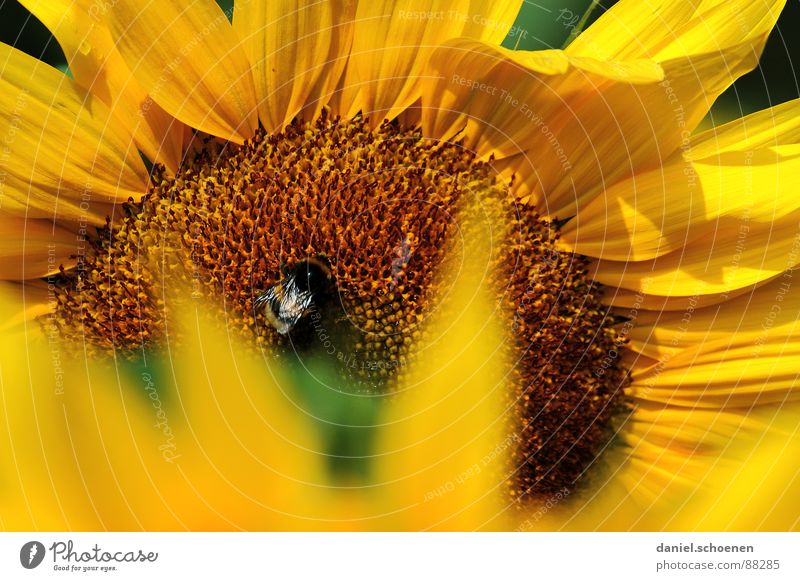 sonnengelb Staubfäden Sonnenblume Sommer Frühling ökologisch Blüte Pflanze Blütenblatt Biene Honig braun Nektar Blauer Himmel Wärme Natur Pollen Detailaufnahme