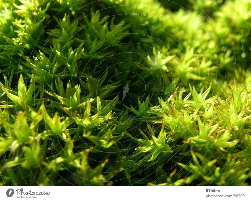 Moosi Bodendecker Licht & Schatten Pflanze grün Farbe moss Schönes Wetter sunny Stern (Symbol) shadows light