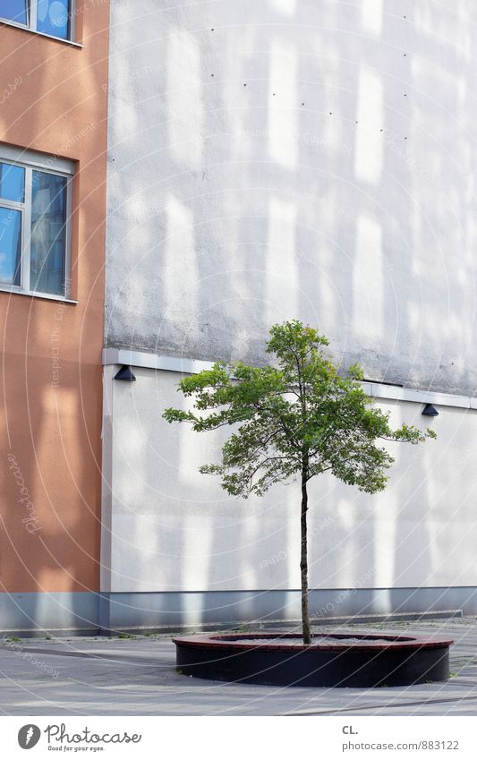 neues grün Umwelt Natur Klima Schönes Wetter Baum Stadt Haus Gebäude Architektur Mauer Wand Fassade Fenster Wachstum klein Farbfoto Außenaufnahme Menschenleer