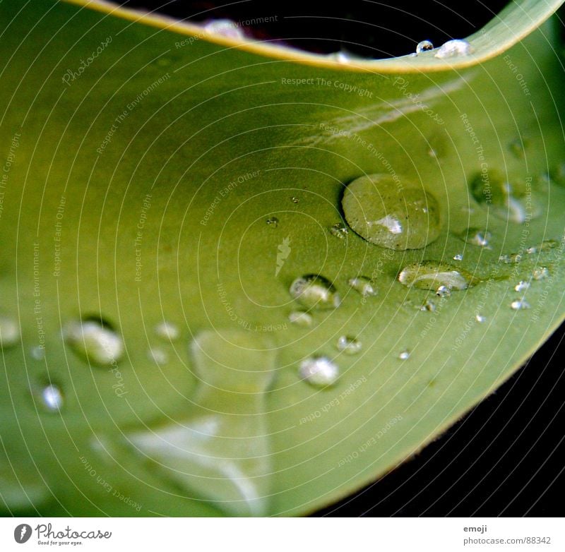 drops Pflanze glänzend Wassertropfen Quadrat Kontrast Unschärfe schwarz rund Pflanzenteile Makroaufnahme Regen Nahaufnahme reflexionspunkte water light