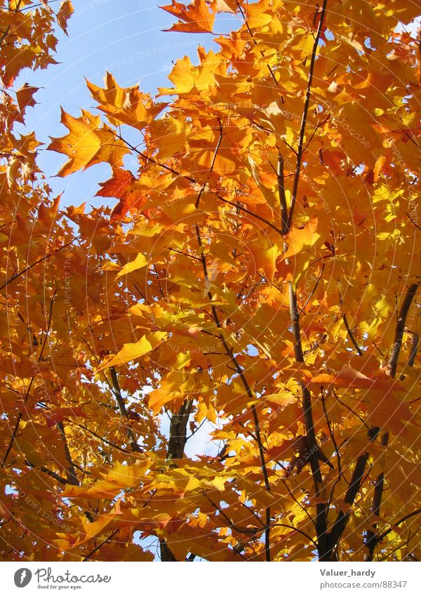 Herbstleuchten Baum Indian Summer mehrfarbig Gegenlicht Ahorn Natur leuchtende Farben