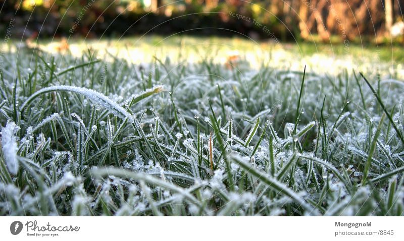 Raureif nr.2 Gras grün kalt Winter Herbst Halm Wiese Reureif Frost Eis Rasen